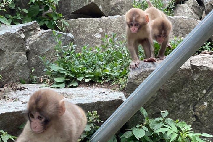 Green Season Snow Monkeys: Baby Monkeys & Scenic Forest Walk — photo 5