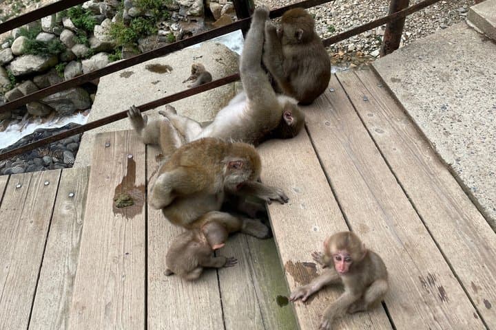 Relaxed Snow Monkeys & Shibu Onsen: Green Season Private Tour — photo 10