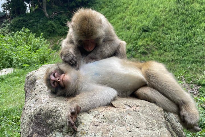 Relaxed Snow Monkeys & Shibu Onsen: Green Season Private Tour — photo 5