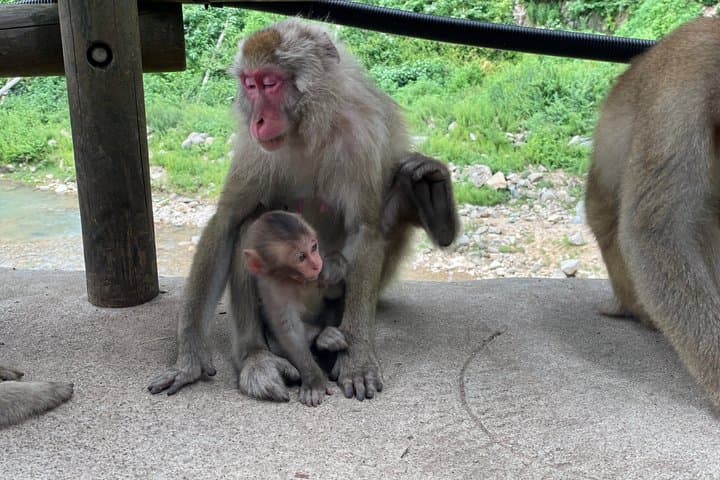 Relaxed Snow Monkeys & Shibu Onsen: Green Season Private Tour — photo 7
