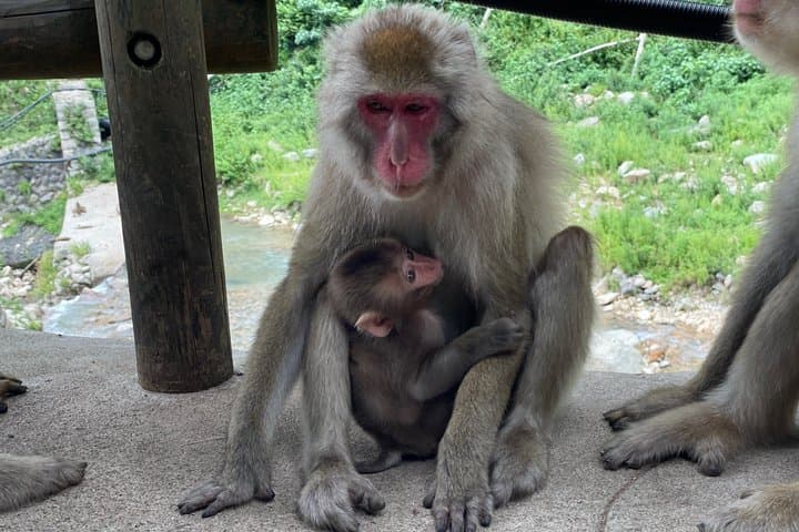 Relaxed Snow Monkeys & Shibu Onsen: Green Season Private Tour — photo 4