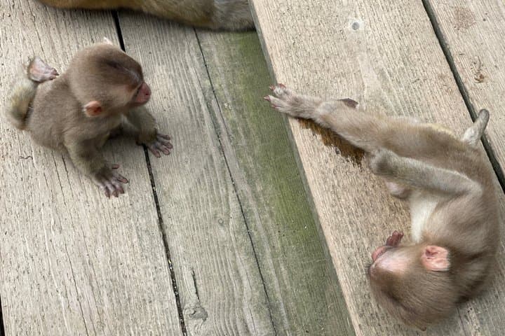 Relaxed Snow Monkeys & Shibu Onsen: Green Season Private Tour — photo 3