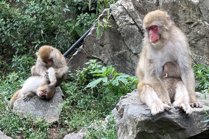 Relaxed Snow Monkeys & Shibu Onsen: Green Season Private Tour — photo 6