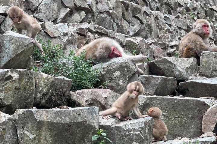 Relaxed Snow Monkeys & Shibu Onsen: Green Season Private Tour — photo 8