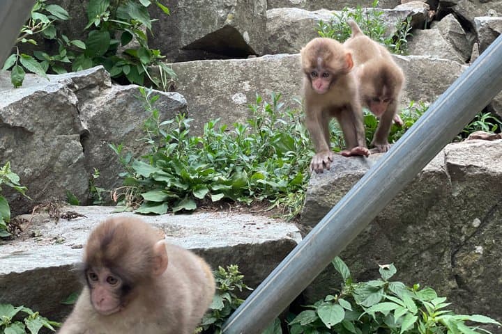 Relaxed Snow Monkeys & Shibu Onsen: Green Season Private Tour — photo 2