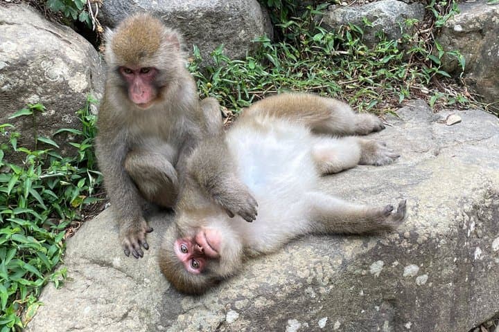 Relaxed Snow Monkeys & Shibu Onsen: Green Season Private Tour — photo 9