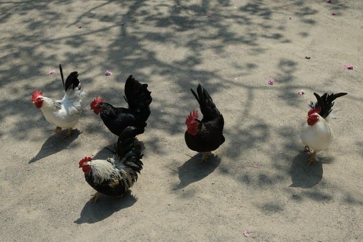 Day Tour in Sendai Historic Sites and Samurai History — photo 10