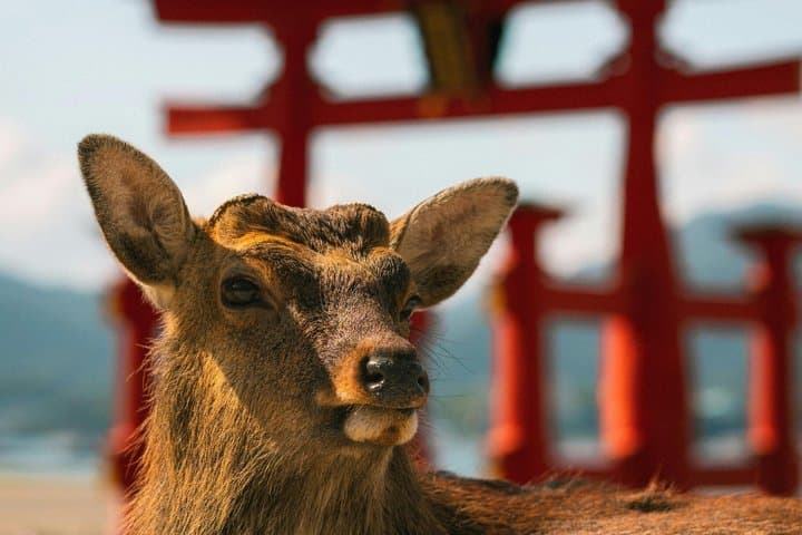 Hiroshima city tour Miyajima & Peace Memorial Park W Small Group — photo 7