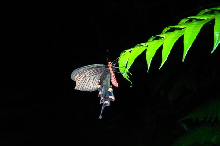 Okinawa Iriomotejima Night Adventure Tour — photo 10