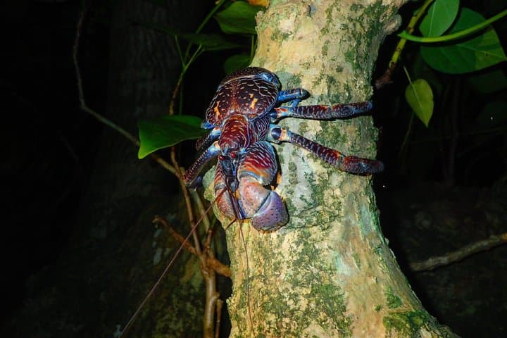 Okinawa Iriomotejima Night Adventure Tour — photo 12