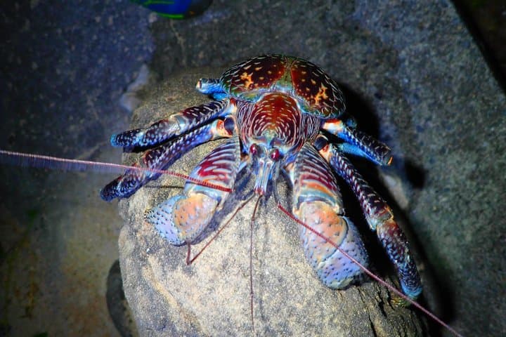 Okinawa Iriomotejima Night Adventure Tour — photo 13