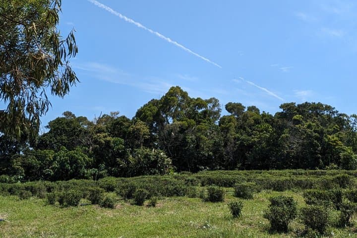 Yamagusuku Tea Field Tour and Tasting with English Guide — photo 2