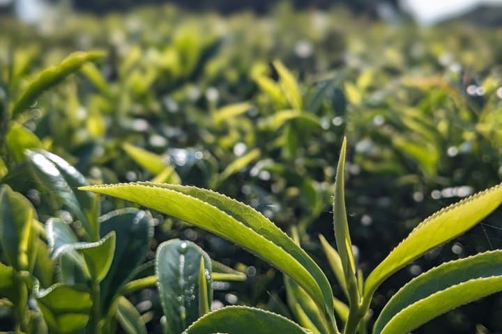 Yamagusuku Tea Field Tour and Tasting with English Guide — photo 3