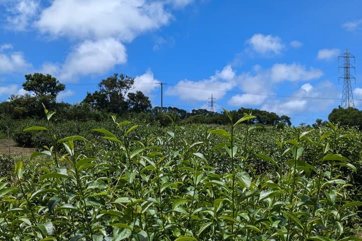Yamagusuku Tea Field Tour and Tasting with English Guide — photo 5
