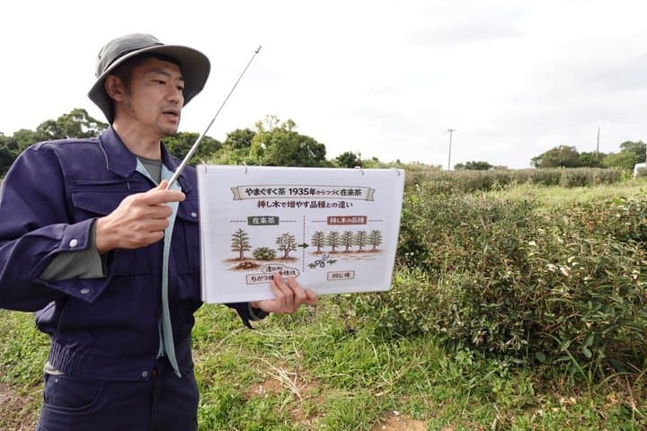 Yamagusuku Tea Field Tour and Tasting with English Guide — photo 4