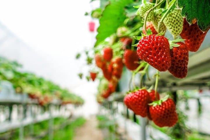 Strawberry Picking, Nabana no Sato and Outlet Tour from Osaka — photo 2