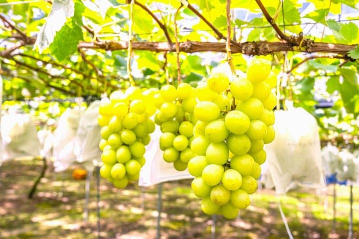 Mt Fuji View Day Trip from Tokyo with Shine Muscat Grape Picking — photo 7
