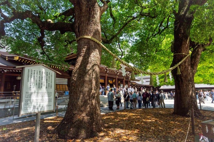 Tokyo Meiji Shrine and Shinto Culture Walking Tour — photo 11