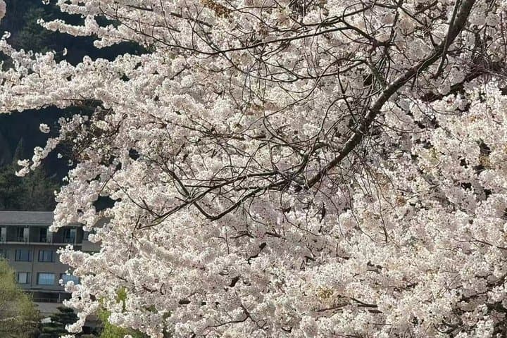 Private Scenic Day Tour in Mt. Fuji and Kawaguchiko — photo 2