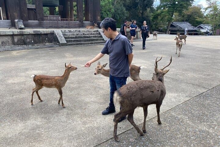 Nara Day Trip from Osaka with Deer Temple and Old Town Walk — photo 2