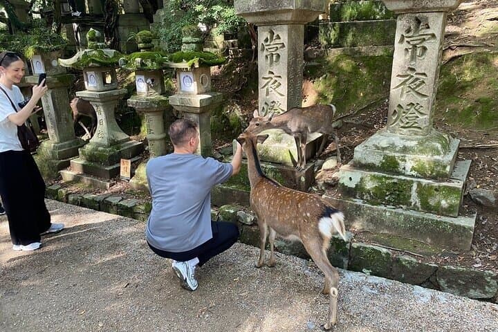 Nara Day Trip from Osaka with Deer Temple and Old Town Walk — photo 8
