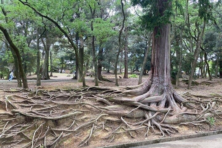 Nara Day Trip from Osaka with Deer Temple and Old Town Walk — photo 9