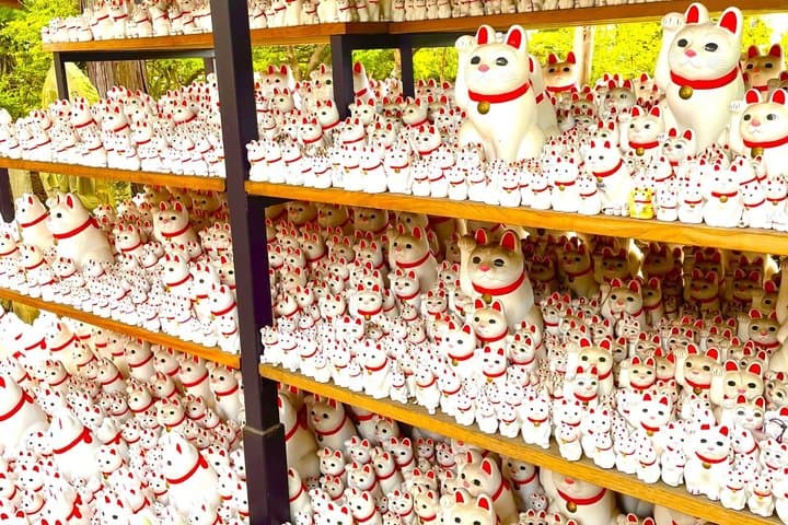 Tokyo: Gotokuji Lucky Cat Temple and Harajuku Cat Cafe Tour — photo 4
