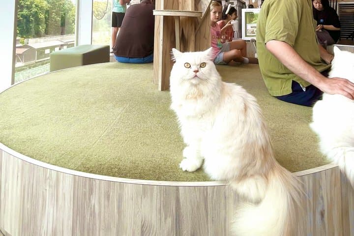 Tokyo: Gotokuji Lucky Cat Temple and Harajuku Cat Cafe Tour — photo 3