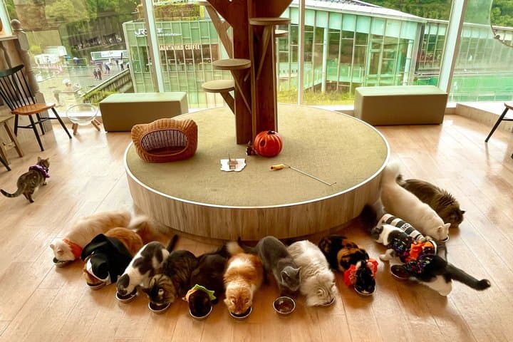 Tokyo: Gotokuji Lucky Cat Temple and Harajuku Cat Cafe Tour — photo 6
