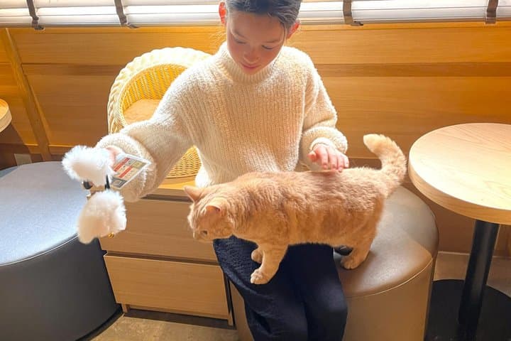 Tokyo: Gotokuji Lucky Cat Temple and Harajuku Cat Cafe Tour — photo 5