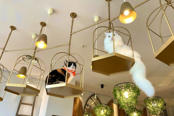 Tokyo: Gotokuji Lucky Cat Temple and Harajuku Cat Cafe Tour — photo 12
