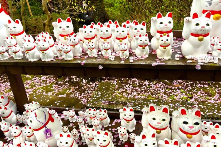 Tokyo: Gotokuji Lucky Cat Temple and Harajuku Cat Cafe Tour — photo 15