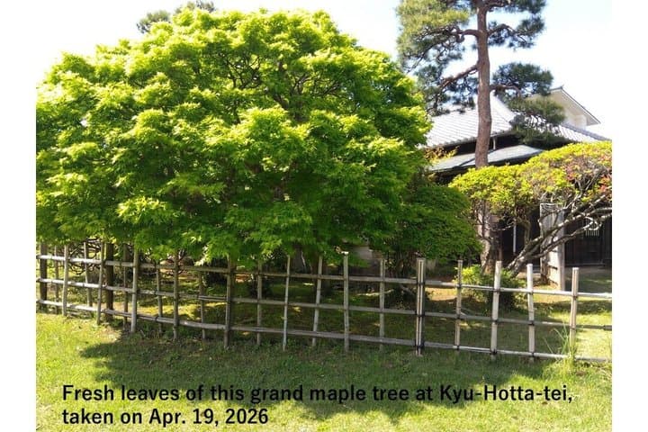 Ninja Explores Old Samurai Residences in Sakura — photo 14