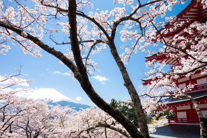 Arakurayama Cherry Blossom Five Story Pagoda and Oishi Park — photo 11
