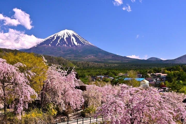 Arakurayama Cherry Blossom Five Story Pagoda and Oishi Park — photo 2