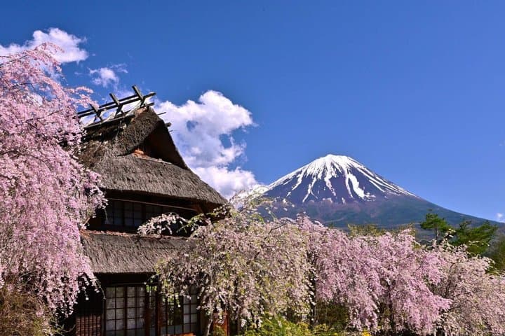Arakurayama Cherry Blossom Five Story Pagoda and Oishi Park — photo 16