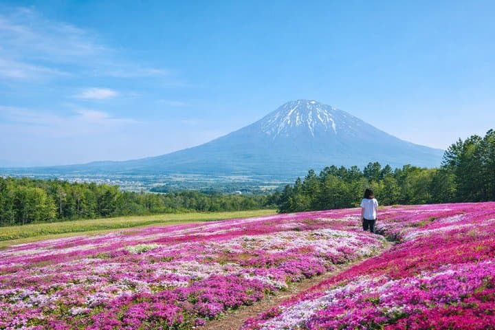 Sapporo Hokkaido Moss Phlox and Tulip Flower Fields Day Trip — photo 3