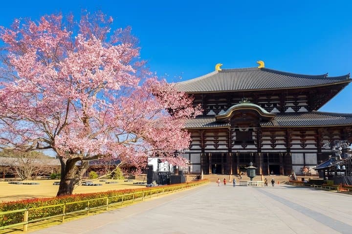 Nara Deer and Kyoto Panorama Kansai One Day — photo 14