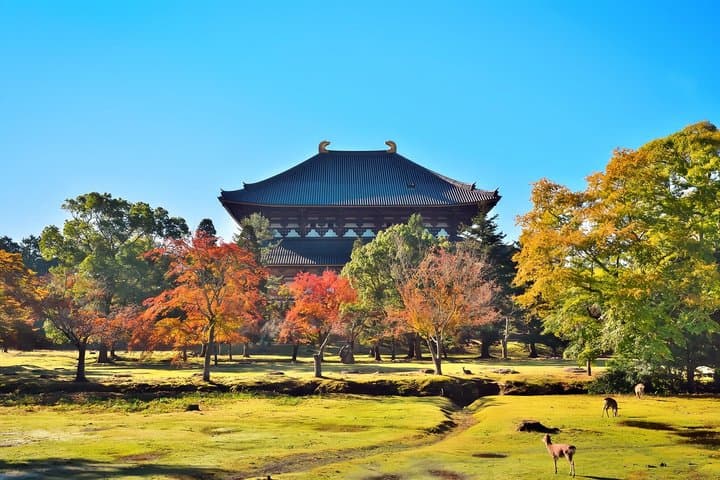 Nara Deer and Kyoto Panorama Kansai One Day — photo 15