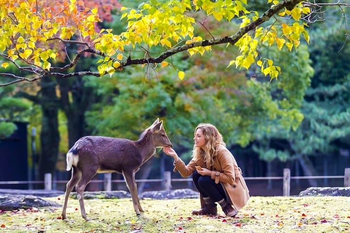 Nara Deer and Kyoto Panorama Kansai One Day — photo 18