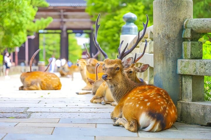Nara Deer and Kyoto Panorama Kansai One Day — photo 19