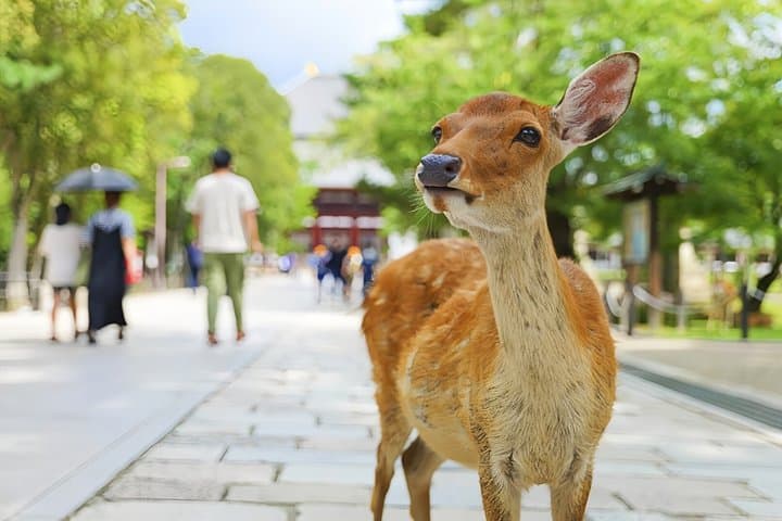 Nara Deer and Kyoto Panorama Kansai One Day — photo 20