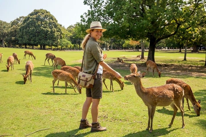 Nara Deer and Kyoto Panorama Kansai One Day — photo 1