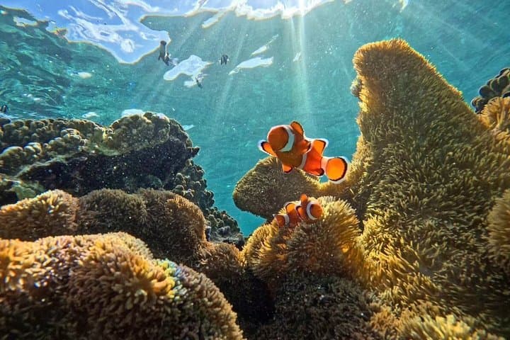 [Miyako Island/Half Day] Sea Turtle Snorkeling — photo 19
