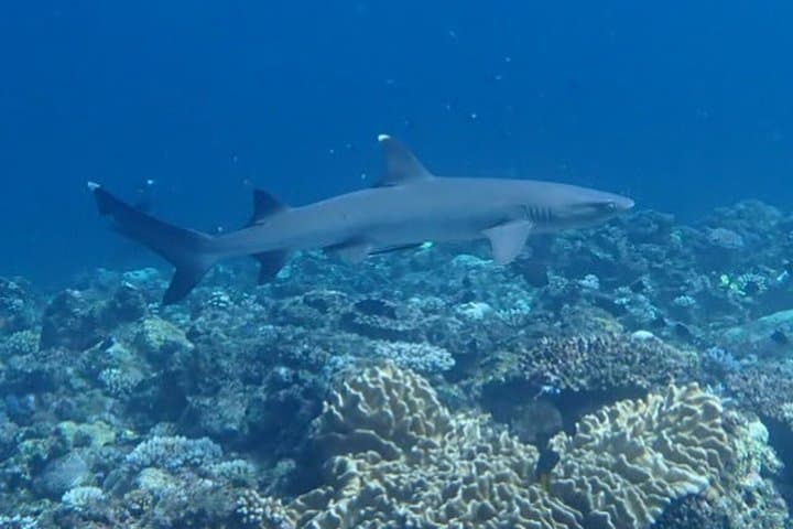 Discover Ishigaki's Hidden Treasures Snorkeling Tour at BlueCave — photo 2