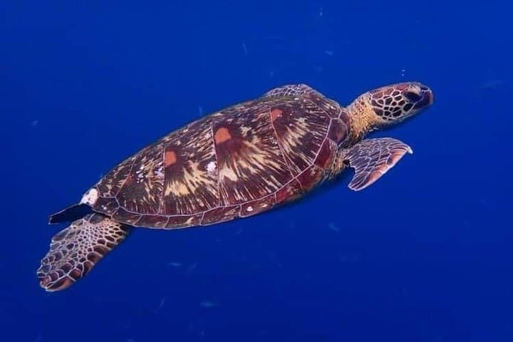 Discover Ishigaki's Hidden Treasures Snorkeling Tour at BlueCave — photo 14