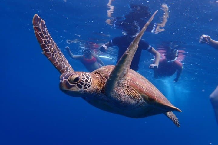 Discover Ishigaki's Hidden Treasures Snorkeling Tour at BlueCave — photo 3
