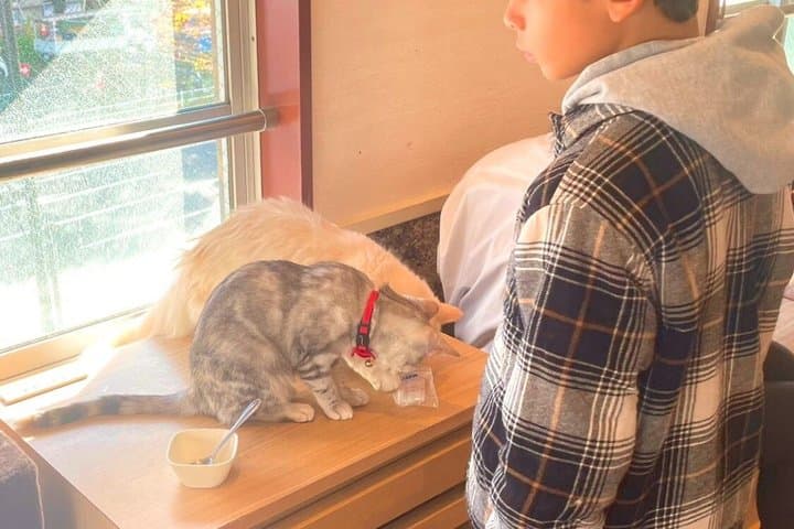 Tokyo: Gotokuji Lucky Cat Temple and Harajuku Cat Cafe Tour — photo 10