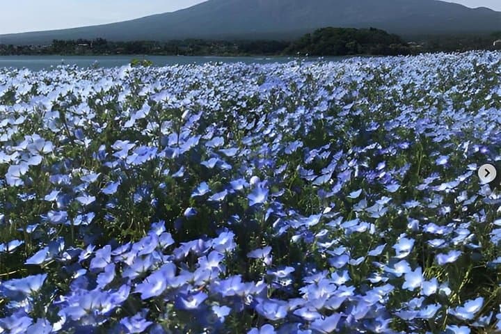 Mt Fuji Day Tour 5th Station Arakurayama Sengen Park and Matcha — photo 8