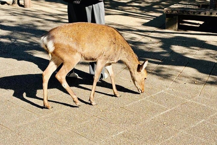 Miyajima Half Day Group Tour from Hiroshima Station — photo 2